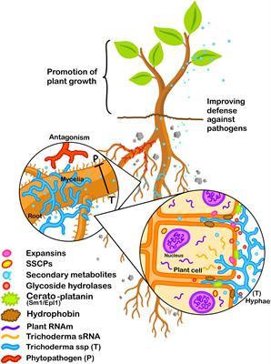 Trichoderma as a Model to Study Effector-Like Molecules